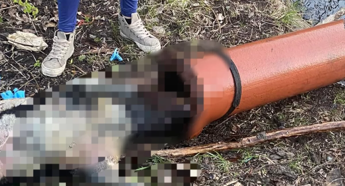 Wiadomości, Skatował zabił półtoraroczną suczkę Sprawca usłyszał wyrok - zdjęcie, fotografia