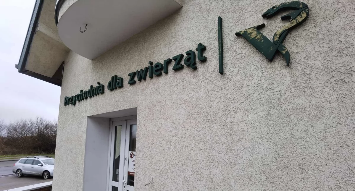 Wiadomości, Całodobowa opieka weterynaryjna zwierząt wypadkach drogowych Gdzie zgłosić - zdjęcie, fotografia