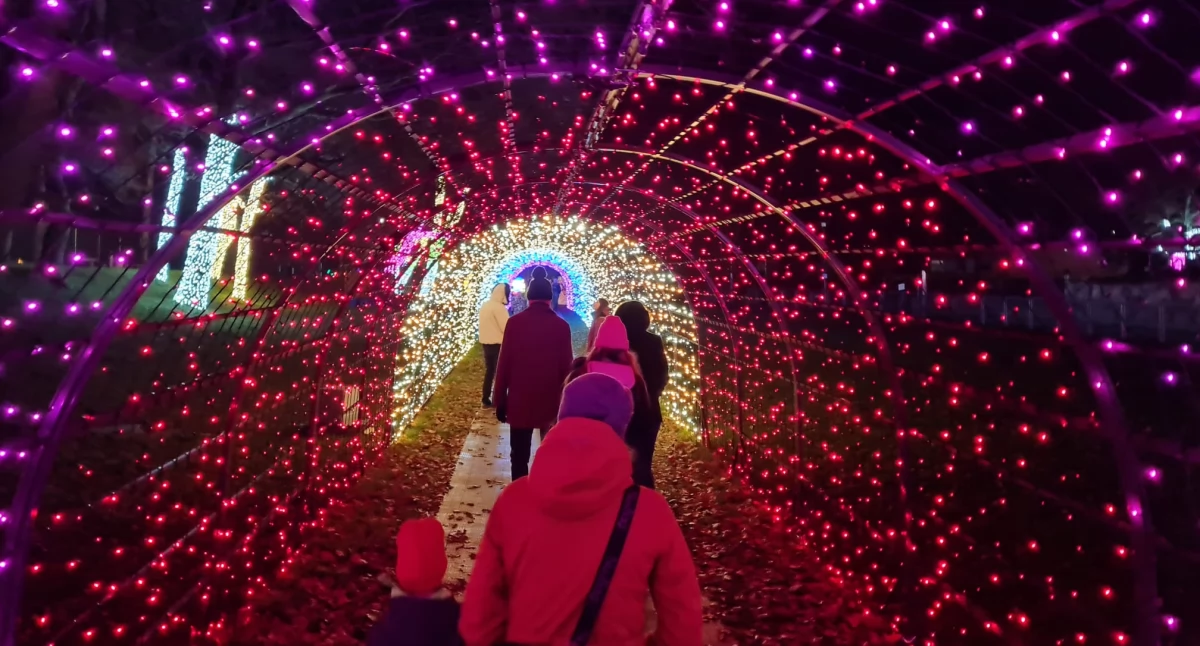 Wiadomości, Wyjątkowa atrakcja ogród świateł (zdjęcia) - zdjęcie, fotografia