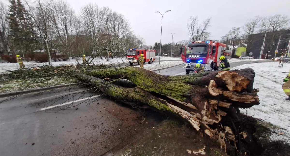 Straż Pożarna, Drzewo spadło drogę Zablokowane kierunki ruchu [zdjęcia] - zdjęcie, fotografia