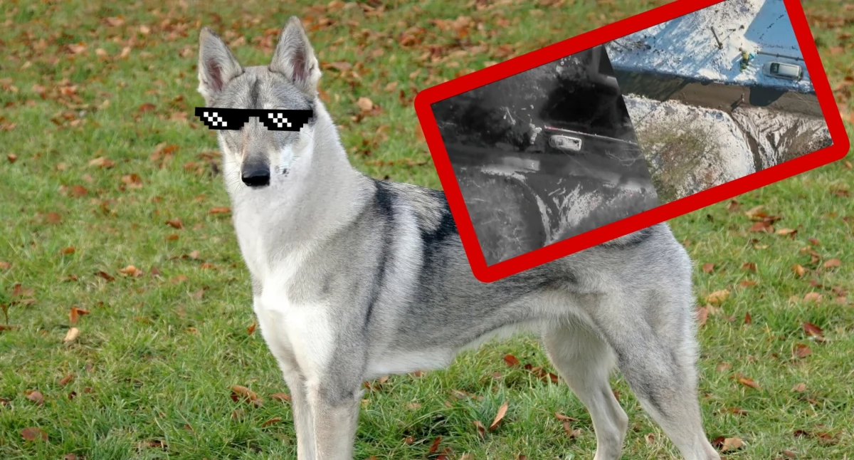 Wiadomości, Kołobrzeskie schronisko pomogło ujęciu kudłatego „bandyty” Użyto drona termowizją - zdjęcie, fotografia