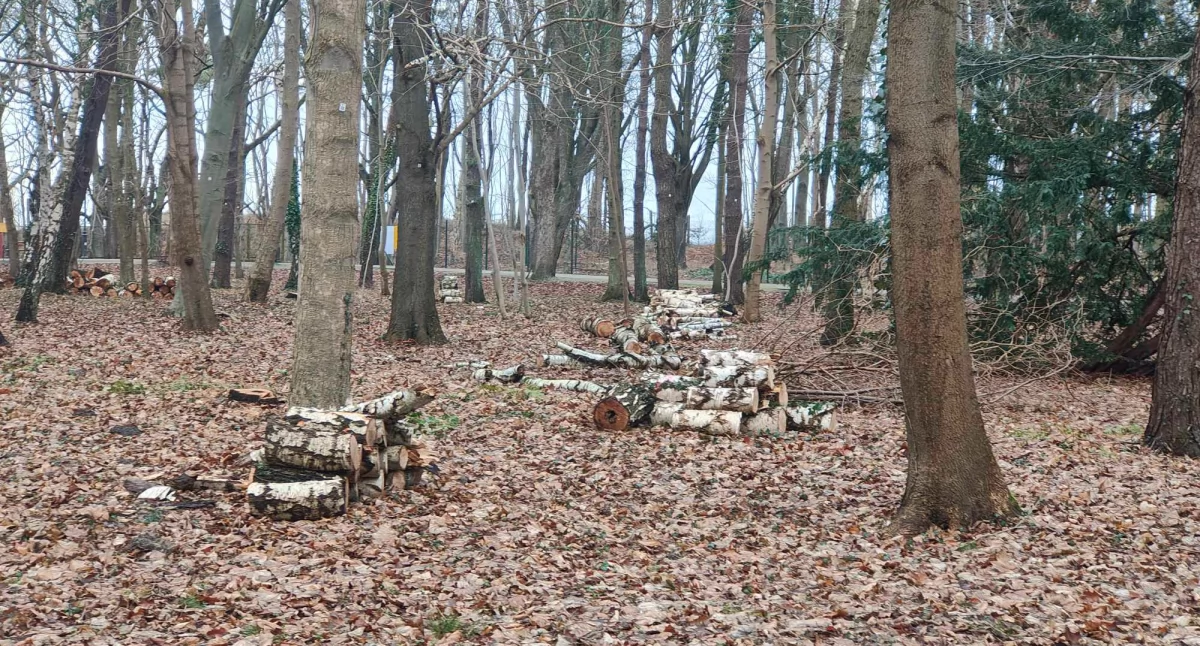 Wiadomości, wycinka drzew Parku Szarmacha - zdjęcie, fotografia