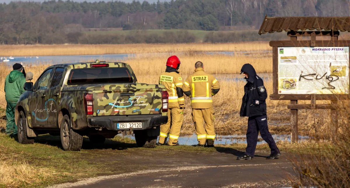 Wiadomości, Martwe łabędzie Pierwszy przypadek ptasiej grypy powiecie - zdjęcie, fotografia