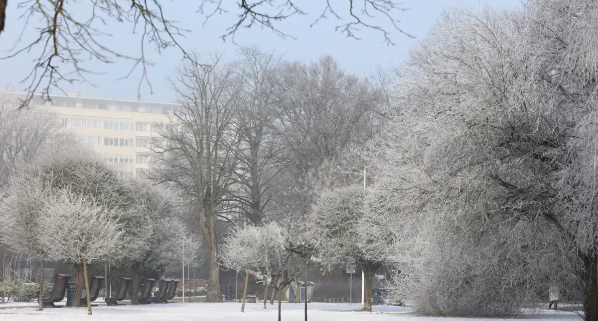 Wiadomości, Bajkowe krajobrazy koniec maluje mgła mróz [foto] - zdjęcie, fotografia