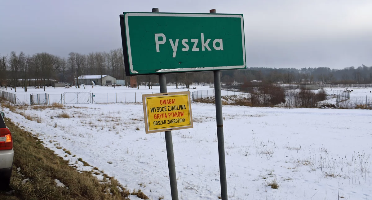 Wiadomości, Ptasia grypa terenie gminy Dygowo wyniki próbek martwych łabędzi rozporządzenie - zdjęcie, fotografia