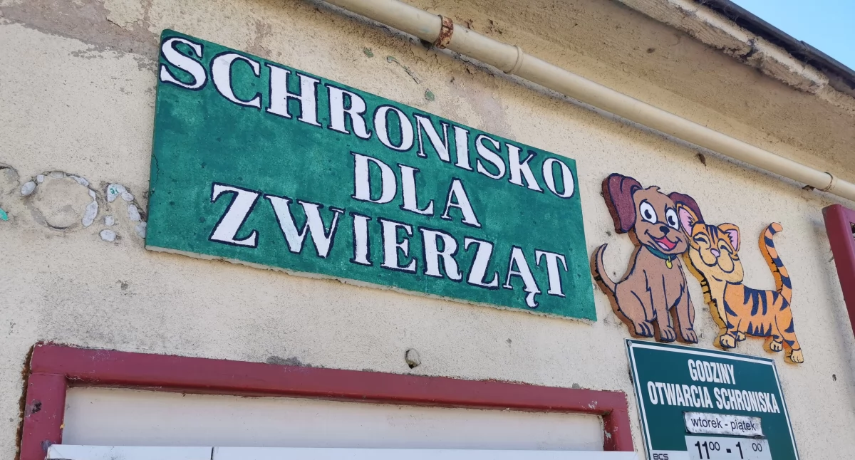 Wiadomości, Nowego schroniska poprowadzi stowarzyszenie Dlaczego - zdjęcie, fotografia