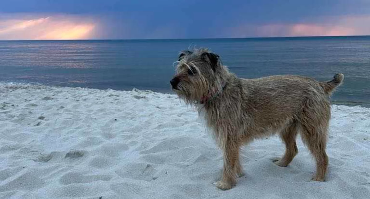 Wiadomości, Kołobrzegu wszystkie plaże otwarte psów Zakaz regulaminie niezgodny przepisami - zdjęcie, fotografia