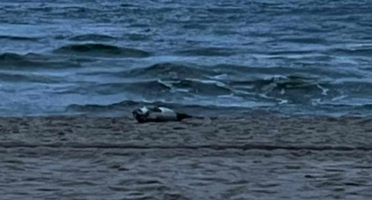 Wiadomości, Kołobrzeg marcu warto - zdjęcie, fotografia