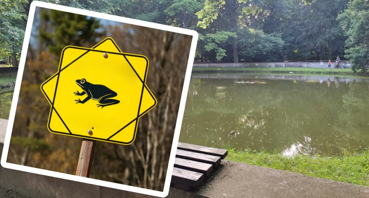 Wiadomości, Żaby trasie! kołobrzeskim parku mogą pojawić specjalne znaki ostrzegawcze - zdjęcie, fotografia