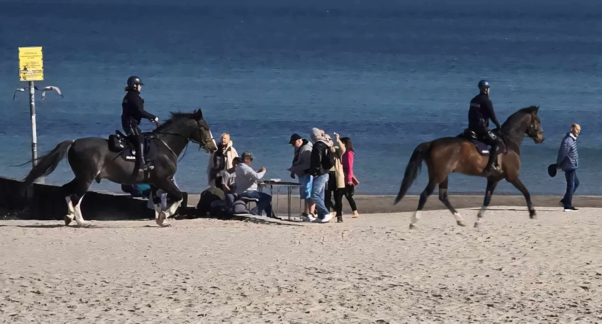 Wiadomości, Policyjne konie skradły plaży  - zdjęcie, fotografia
