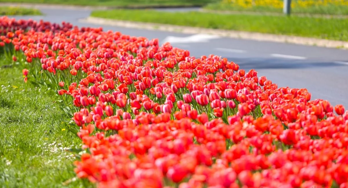 Tulipany w Kołobrzegu