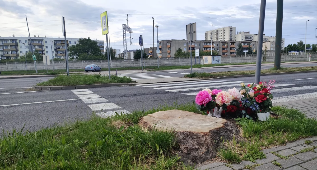 Wiadomości, wyjeździe miasta będzie bezpieczniej niebezpiecznego przejścia zniknęło drzewo - zdjęcie, fotografia