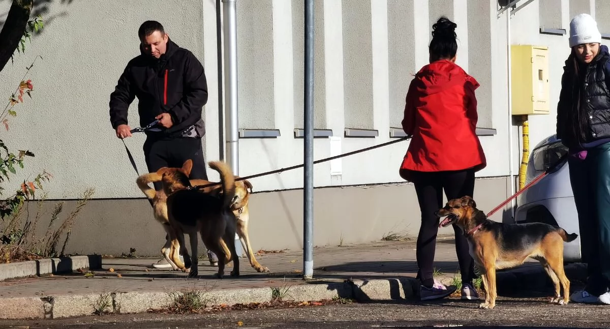Wiadomości, Weekend Pupilem Kołobrzegu Poznaj może swojego nowego przyjaciela - zdjęcie, fotografia