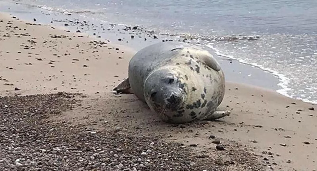Wiadomości, Interwencja służb plaży Dźwirzynie ciężkim stanie - zdjęcie, fotografia
