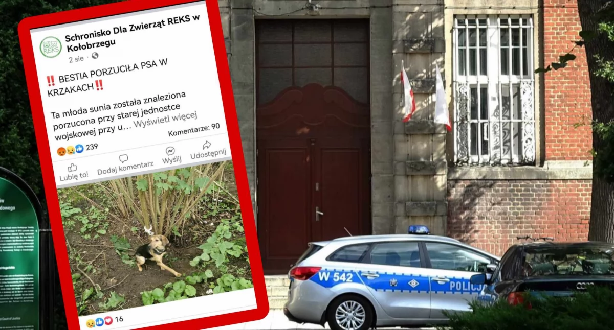 Wiadomości, Internauci pomogli ustalić właścicielkę porzuconej suczki Policja prowadzi postępowanie - zdjęcie, fotografia