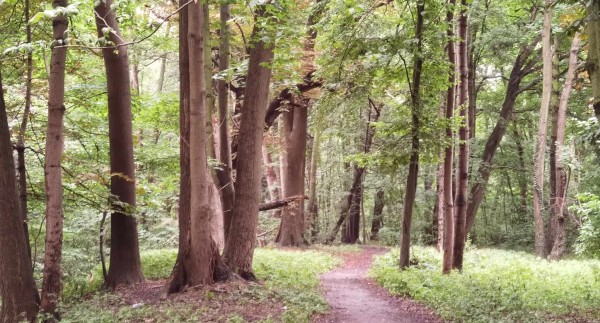 Wiadomości, Inwestycja Zabytkowy przejdzie ekologiczną metamorfozę - zdjęcie, fotografia