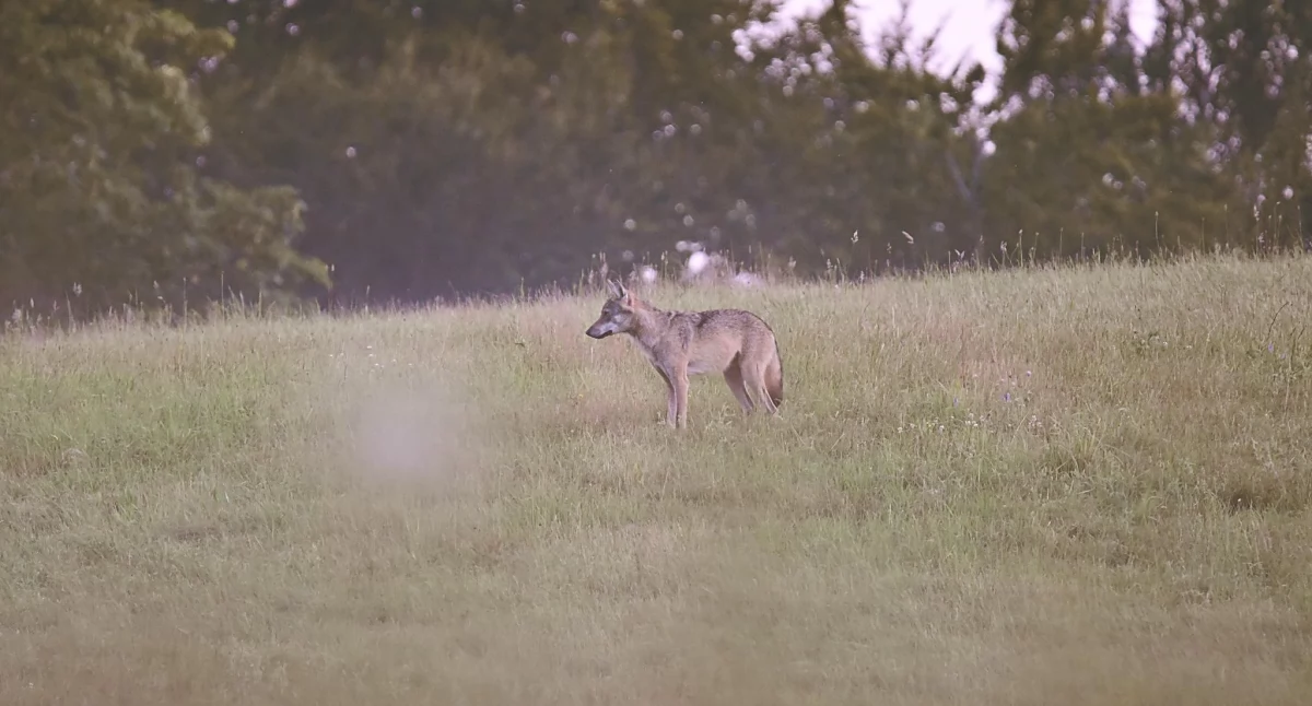 Wiadomości, Drapieżniki podkołobrzeskich lasach Wilki podchodzą okolice gospodarstw - zdjęcie, fotografia