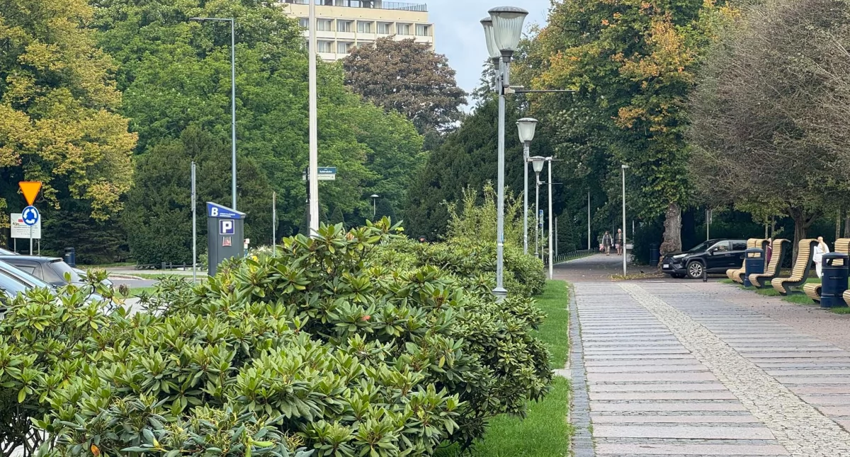 Wiadomości, Tulipany zamiast rododendronów Armii Krajowej uporządkują zieleń - zdjęcie, fotografia