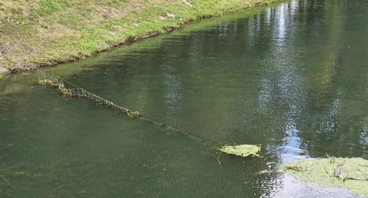 Wiadomości, Siatka Kanale Drzewnym Dlaczego została zamontowana - zdjęcie, fotografia