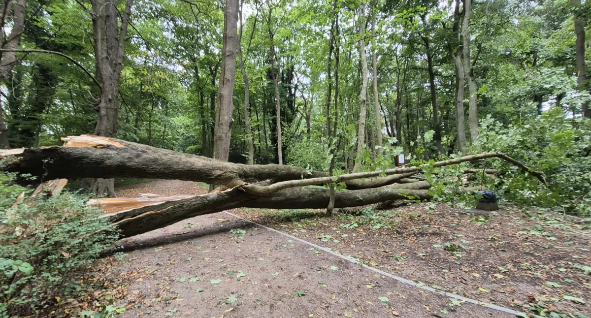 Straż Pożarna, Silny wiatr znaki Strażacy mieli sporo pracy - zdjęcie, fotografia