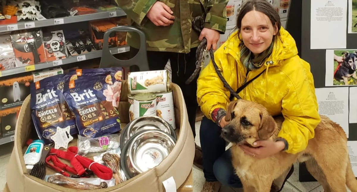 Wiadomości, Rockiego szansa kolejnych Kołobrzegu ruszyła akcja adopcyjna - zdjęcie, fotografia