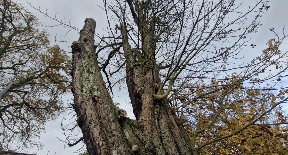 Wiadomości, Dlaczego drzewa znikną krajobrazu miasta Szykuje wycinka - zdjęcie, fotografia