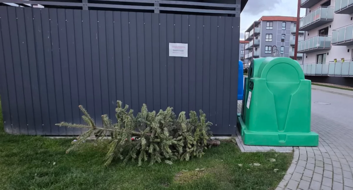 Wiadomości, zrobić choinką świętach Akcja odbioru drzewek - zdjęcie, fotografia