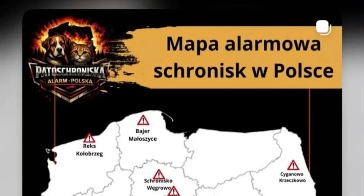 Wiadomości, patoschroniska internetowy pośpiech Dlaczego kołobrzeskie schronisko trafiło kontrowersjną mapę - zdjęcie, fotografia