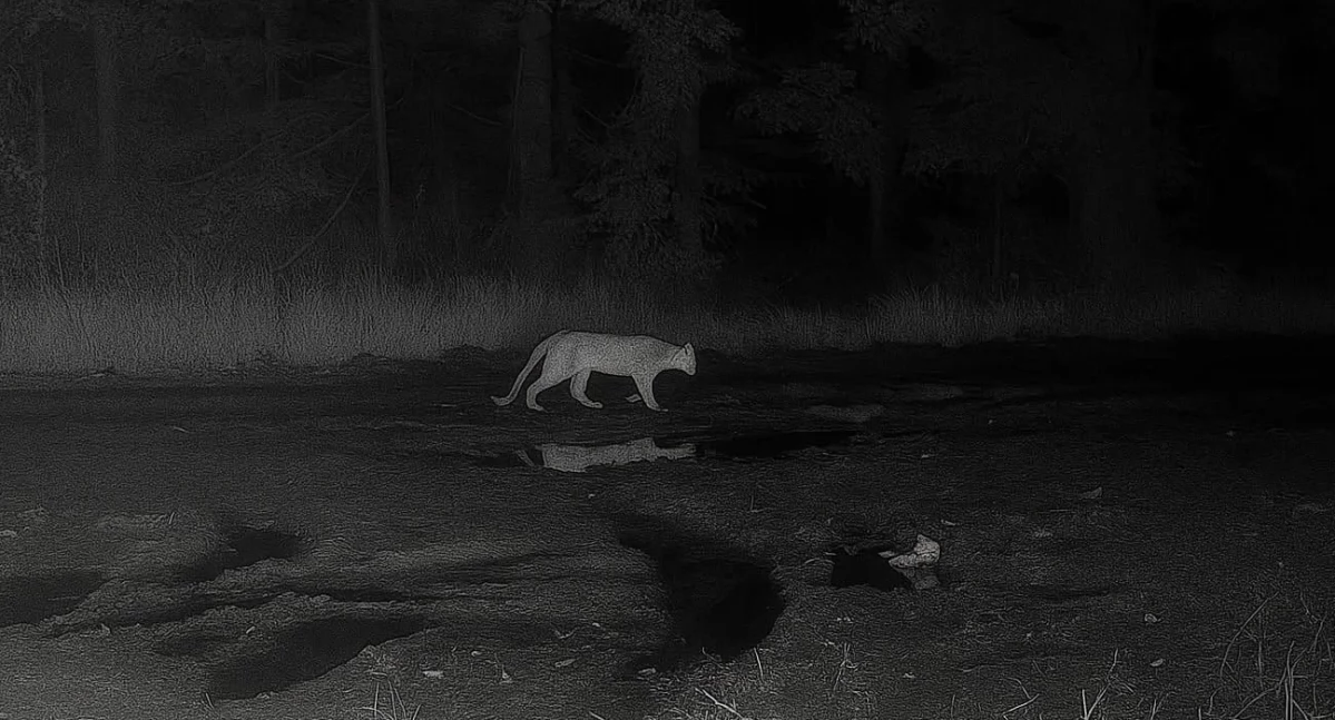 Wiadomości, naszym regionie Leśnicy sprawdzą okolice dronem termowizyjnym - zdjęcie, fotografia
