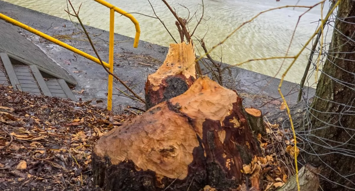 Wiadomości, Bobry Kołobrzegu zagrażają drzewom spacerowiczom Miasto interweniuje - zdjęcie, fotografia