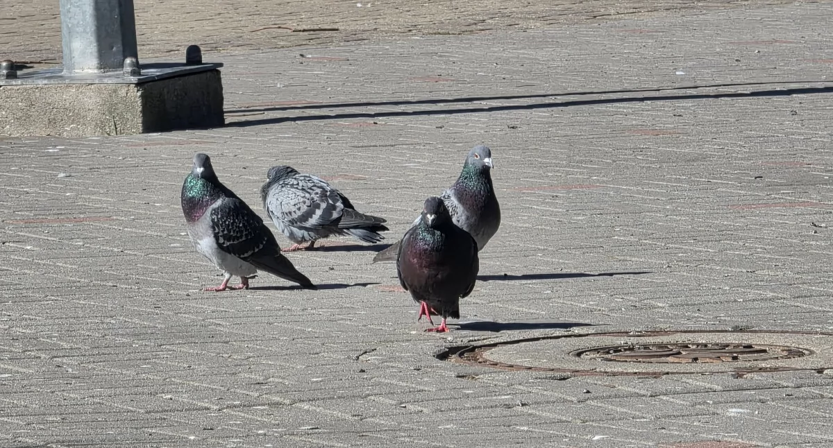 Wiadomości, Kołobrzeg obszarze zagrożenia rozporządzenie wojewody - zdjęcie, fotografia