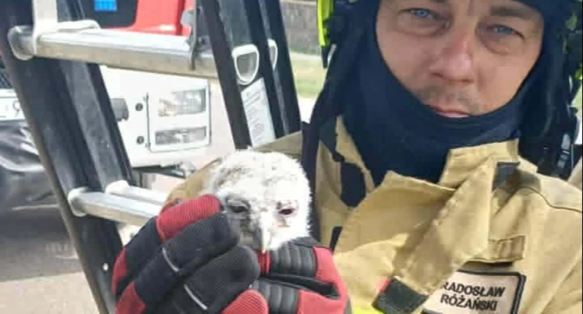 Wiadomości, Nietypowa interwencja Strażacy pomogli małej sówce - zdjęcie, fotografia