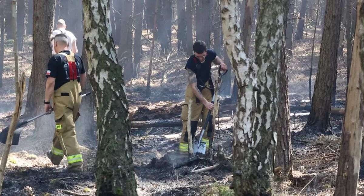 Straż Pożarna, Koniec wielkiej akcji gaśniczej Kołobrzegiem Strażacy walczyli pożarem ponad tydzień - zdjęcie, fotografia