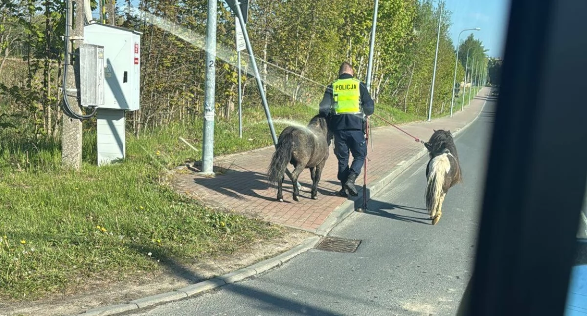 Wiadomości, Niecodzienna akcja policjantów Kucyki spowalniały drodze - zdjęcie, fotografia