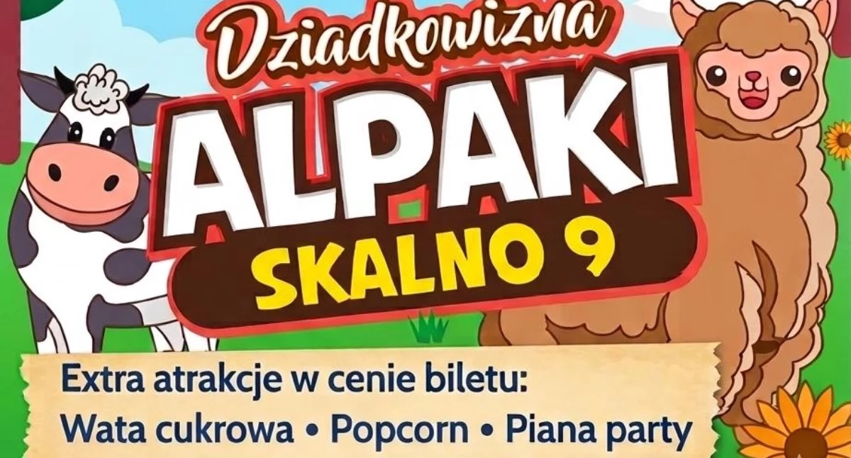Wiadomości, DZIADKOWIZNA Alpaki zwierzaki zaprasza Dzień Dziecka - zdjęcie, fotografia