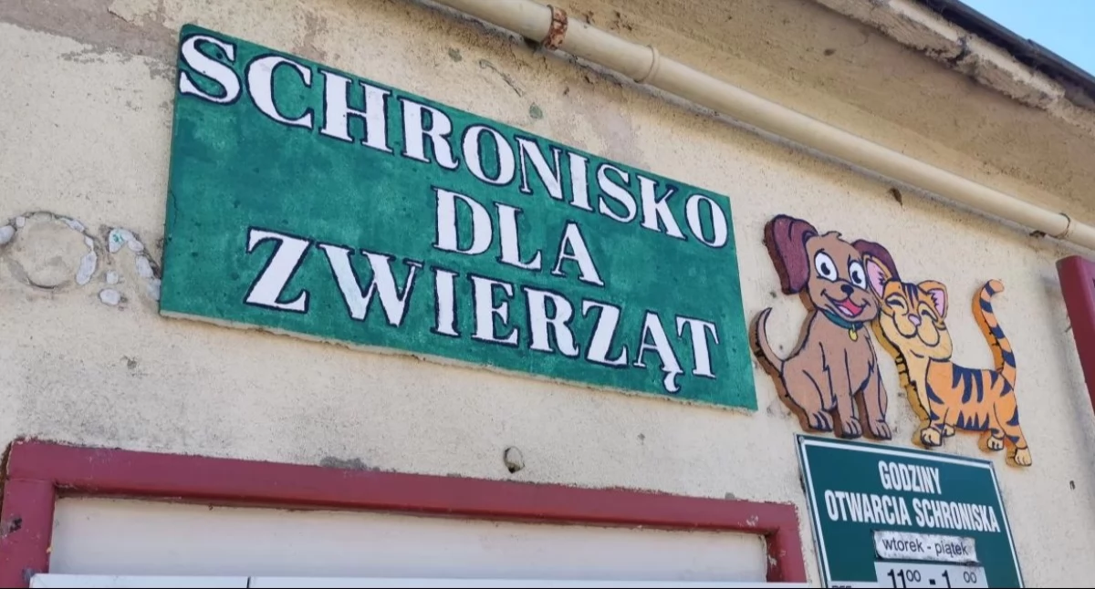 Wiadomości, wyposażenie trafi schroniska Miasto pozyskało dofinansowanie - zdjęcie, fotografia