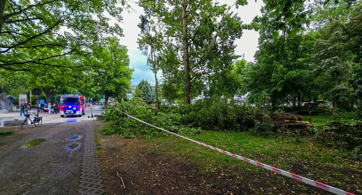 Wiadomości, Parku Nadmorskim złamało drzewo Spadło wejście deptak - zdjęcie, fotografia