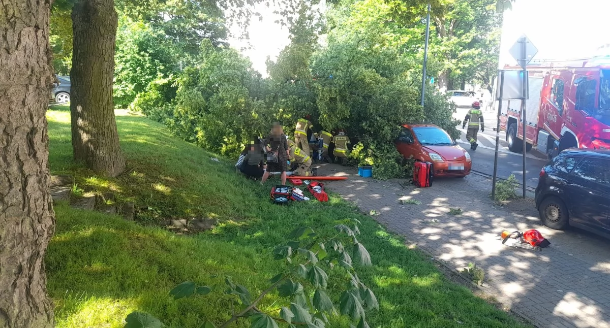 Wiadomości, Drzewo przewróciło przechodniów miejscu akcja ratunkowa - zdjęcie, fotografia