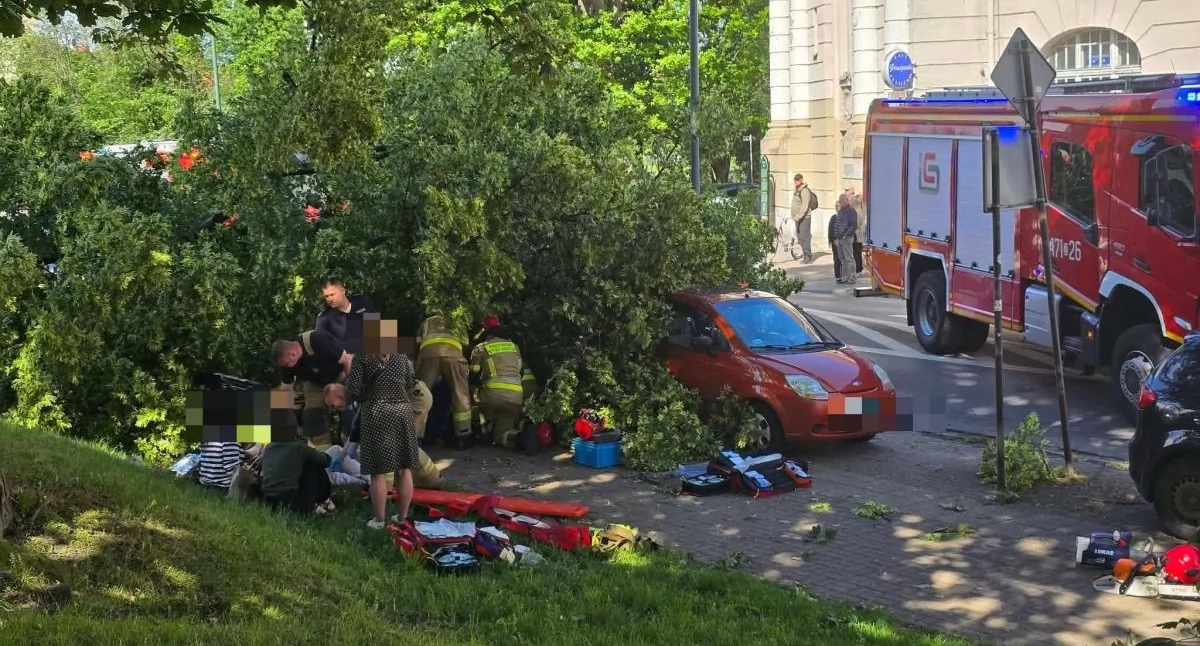 Wiadomości, Drzewo przewróciło ludzi Miasto tłumaczy procedury badań wycinki drzew - zdjęcie, fotografia