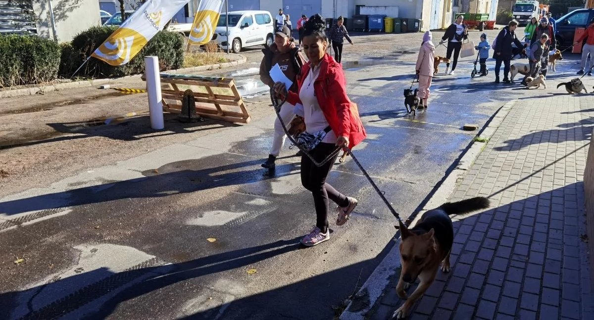 Wiadomości, Weekend Pupilem Będzie spacery psami konkursy szansa adopcję - zdjęcie, fotografia