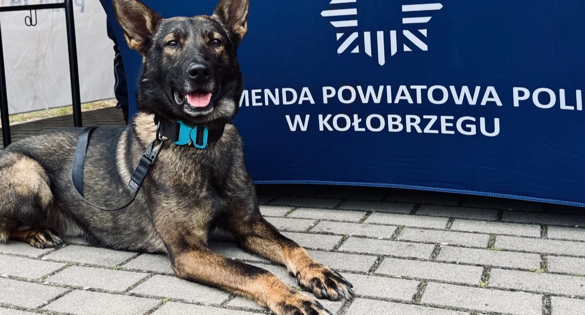 Wiadomości, Szczęśliwy finał poszukiwań latka Rodzina podziękowała policjantom Zordonowi - zdjęcie, fotografia