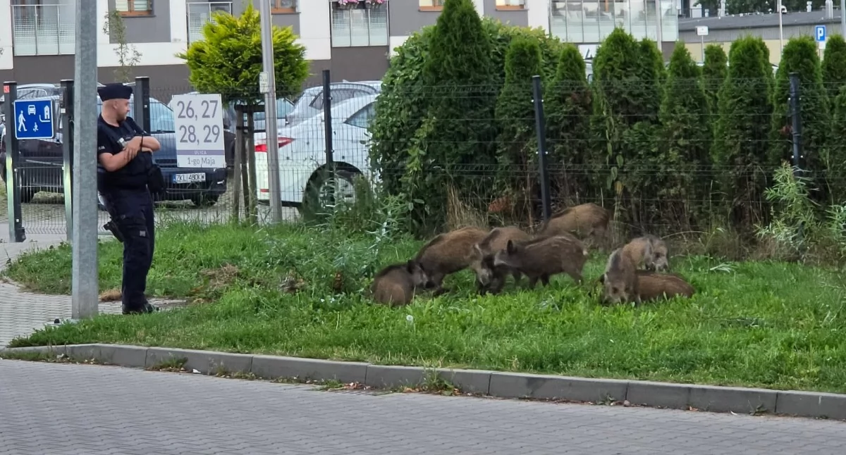 Wiadomości, Nietypowy patrol Policjanci pilnowali stada małych dzików - zdjęcie, fotografia