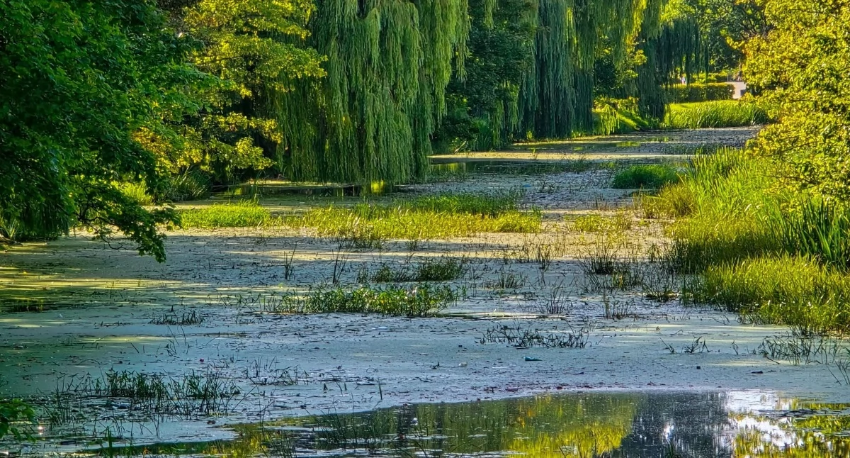 Wiadomości, Kanał Drzewny zrobił zielony Powierzchnię pokryła rzęsa - zdjęcie, fotografia