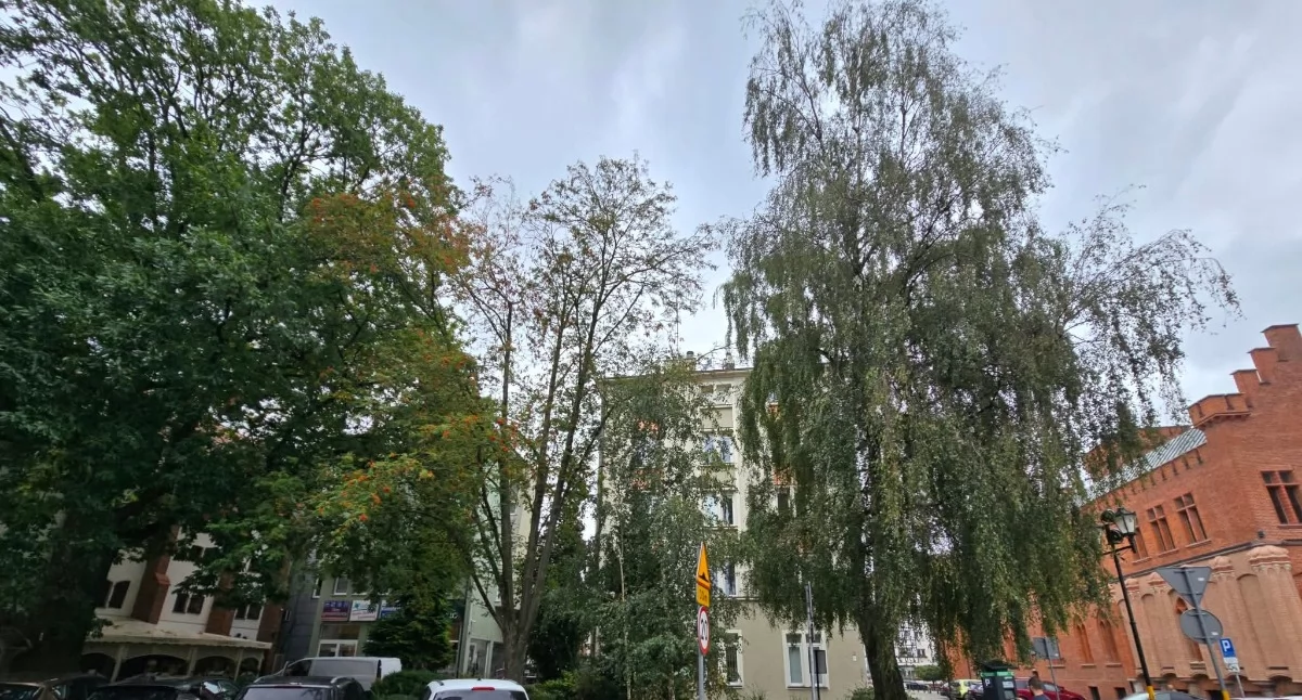 Wiadomości, Usuną drzewo Urzędzie Miasta Ekspertyza wykazała może przewrócić - zdjęcie, fotografia