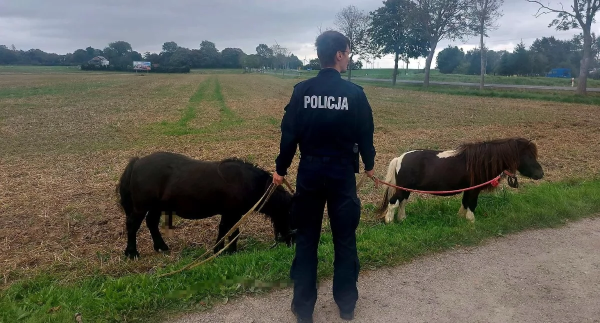Wiadomości, Takich uczestników ruchu kierowcy spodziewali wojewódzkiej - zdjęcie, fotografia