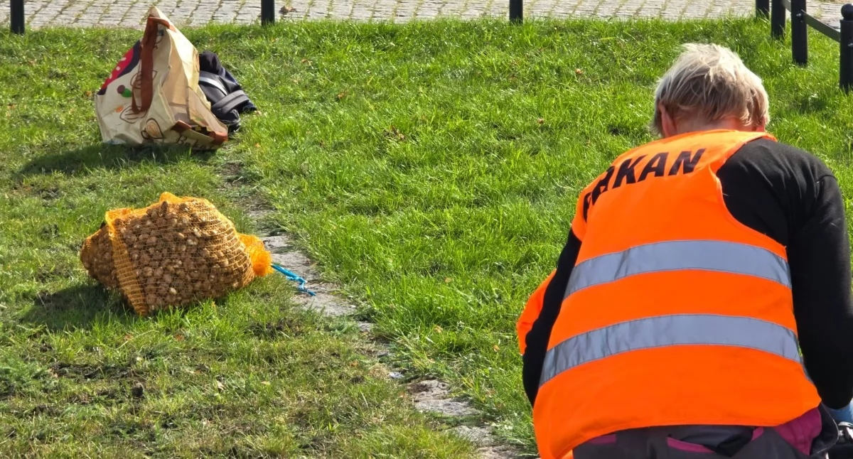 Wiadomości, Tysiące krokusów wokół latarni morskiej Efekt zobaczymy wiosną - zdjęcie, fotografia