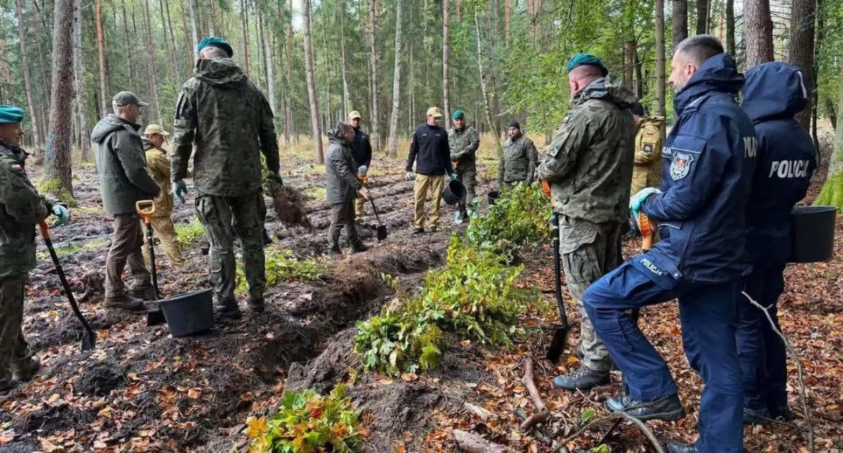 Wiadomości, drzewa zamiast zniszczonych świerków Mundurowi pomogli leśnikom - zdjęcie, fotografia