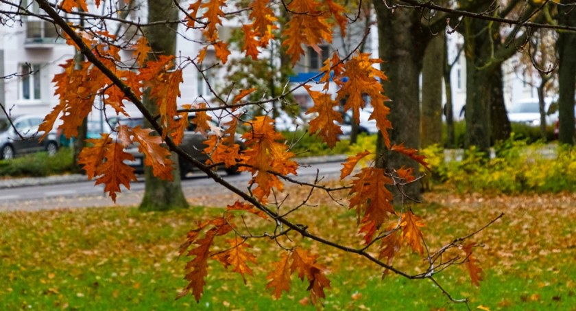 foto: Michał Świderski