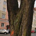 zdjęcie nr 9