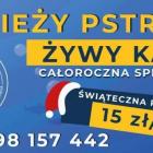127218406_208315344198030_4436628605218603731_n